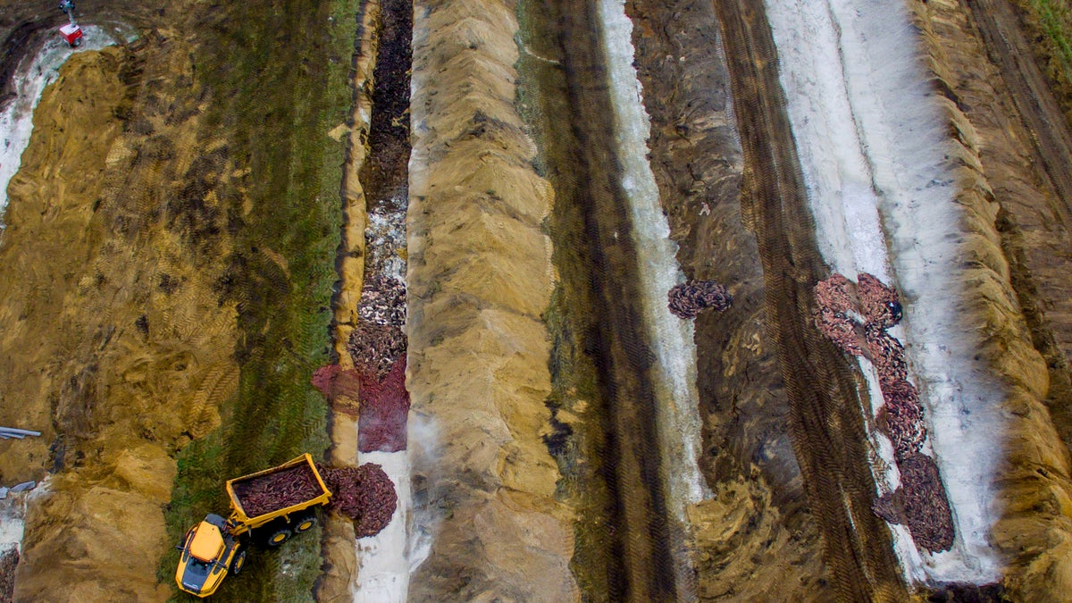 Thousands of killed mink are buried at Jydske Dragonregiment's training ground at Noerre Felding near Holstebro in Denmark on Nov. 12, 2020. Millions of coronavirus-infected minks were destroyed in Denmark and cases of the disease were found elsewhere in the world. (Morten Stricker/NTB via AP)