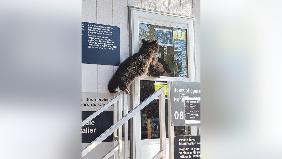 Bear Cub Denied Entry To Canada After Attempt At Forceful Entry Funny Post Shows