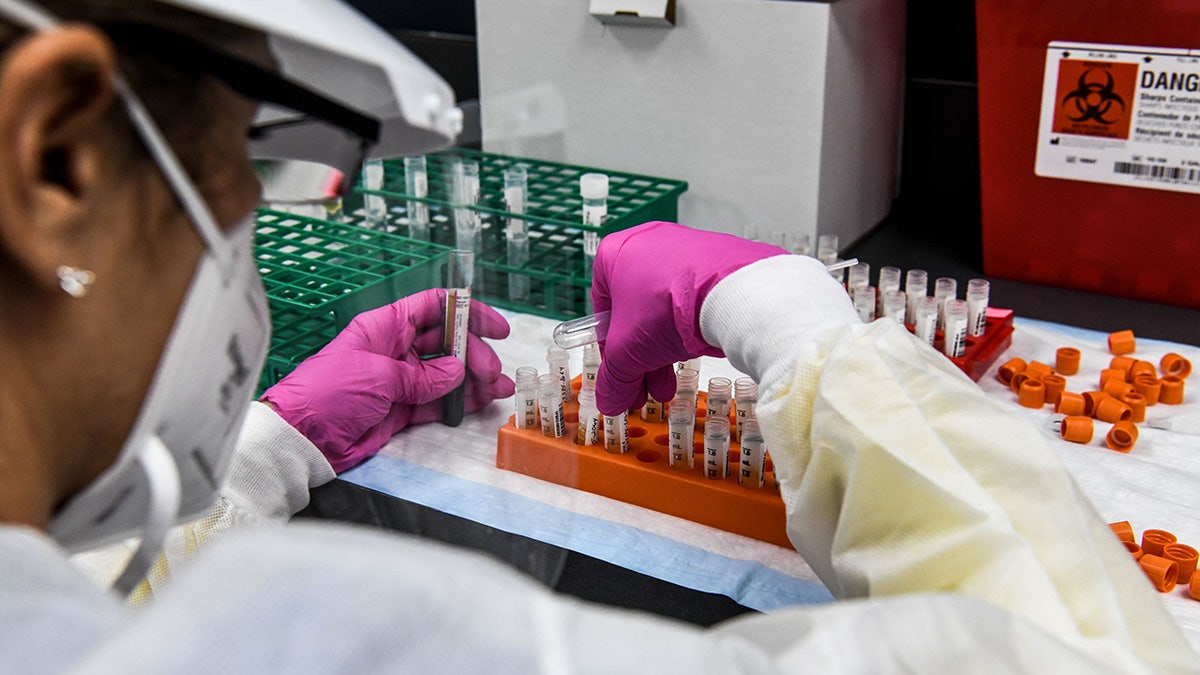 A lab technician sorts blood samples inside a lab for a COVID-19 vaccine study at the Research Centers of America in Hollywood, Florida, on Aug. 13, 2020. (Photo by CHANDAN KHANNA/AFP via Getty Images)