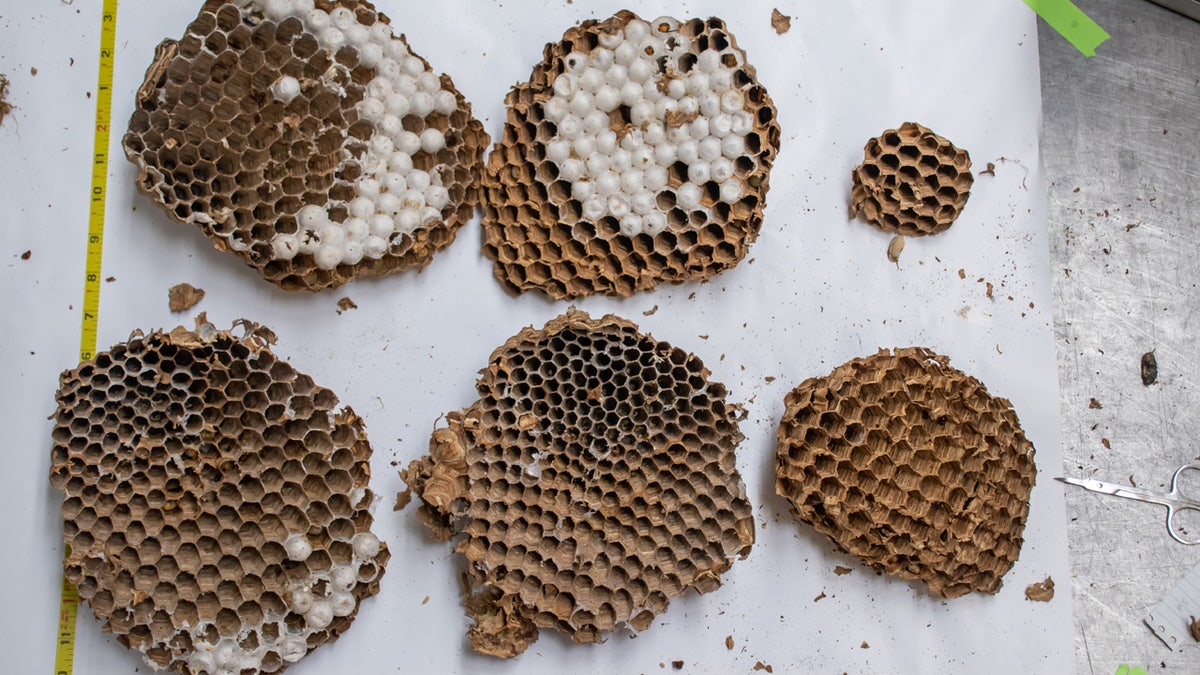 The first "murder-hornet" nest was found to have 190 total larvae that developed from eggs and 108 pupae, the next stage after larvae.