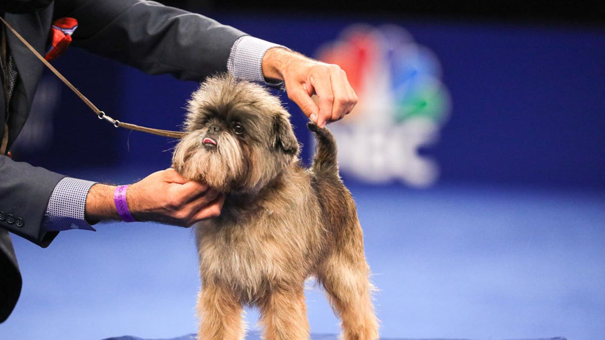 Many viewers also took a liking to Chester, an Affenpinscher who won the Toy Group.