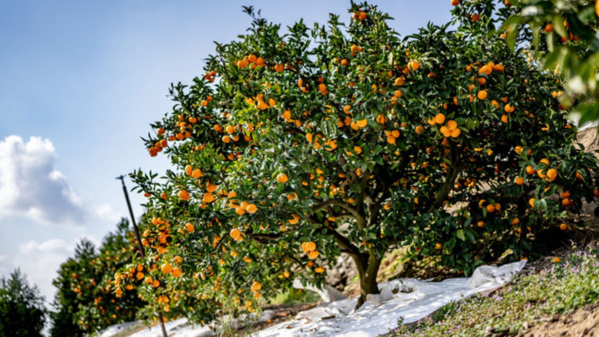 Satsuma mandarin oranges are grown and shipped from 10 locations within the Ehime prefecture of Japan. (JA Nishiuwa Agricultural Cooperative)