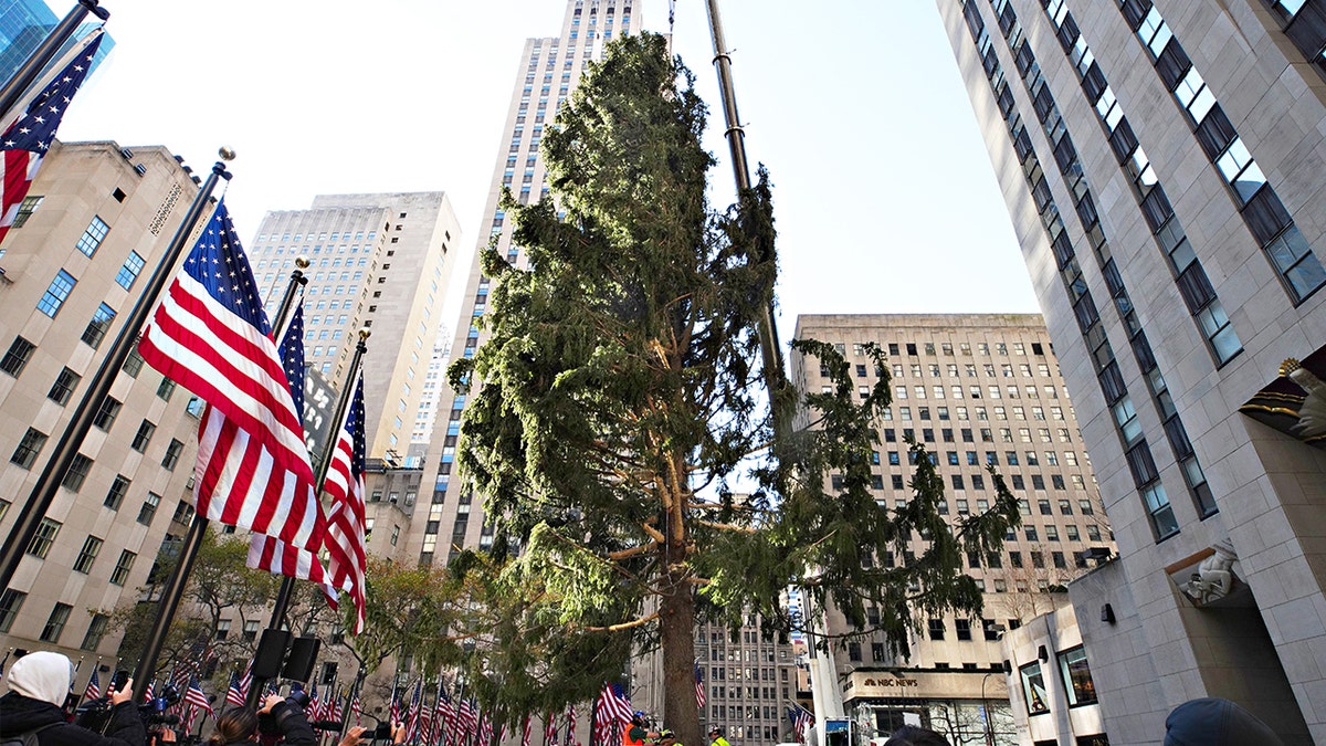 The Rockefeller Center Christmas Tree arrives at Rockefeller Plaza and is craned into place on No. 14 in New York City. (Cindy Ord/Getty Images)