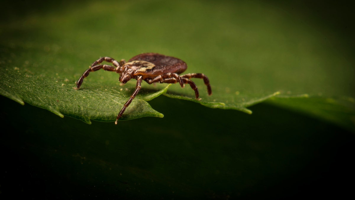 As temperatures rise as a result of climate change, ticks carrying the deadly bacterial disease Rocky Mountain spotted fever (RMSF) may shift their feeding preferences away from dogs and toward humans, according to new research. (iStock)