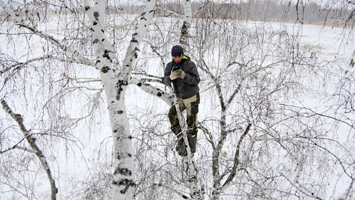 OMSK REGION, RUSSIA NOVEMBER 14, 2020: Student Alexei Dudoladov climbs a birch tree 300m away from his village of Stankevichi in order to pick up an internet signal. (Photo by Yevgeny SofiychukTASS via Getty Images)