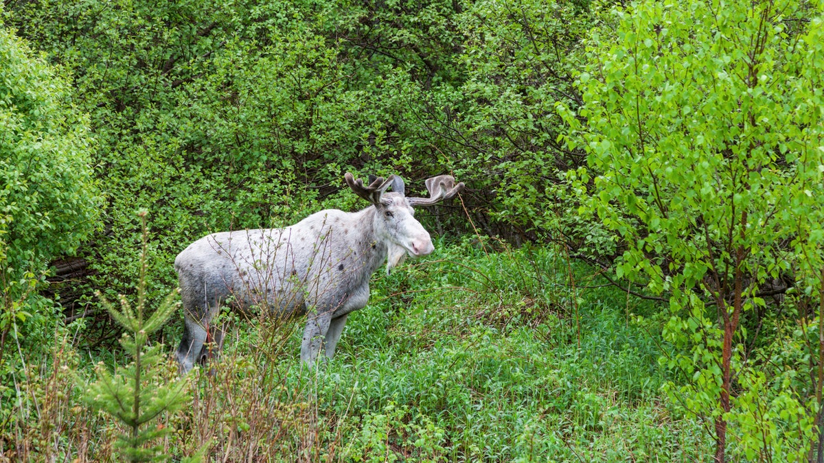 Moose in the Timmins area that are more than 50% white are protected by Canada's 1997 Fish and Wildlife Conservation Act.