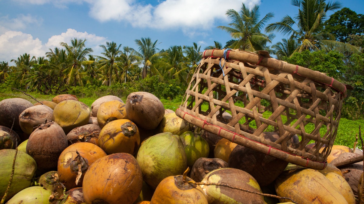 The school makes virgin coconut oil.