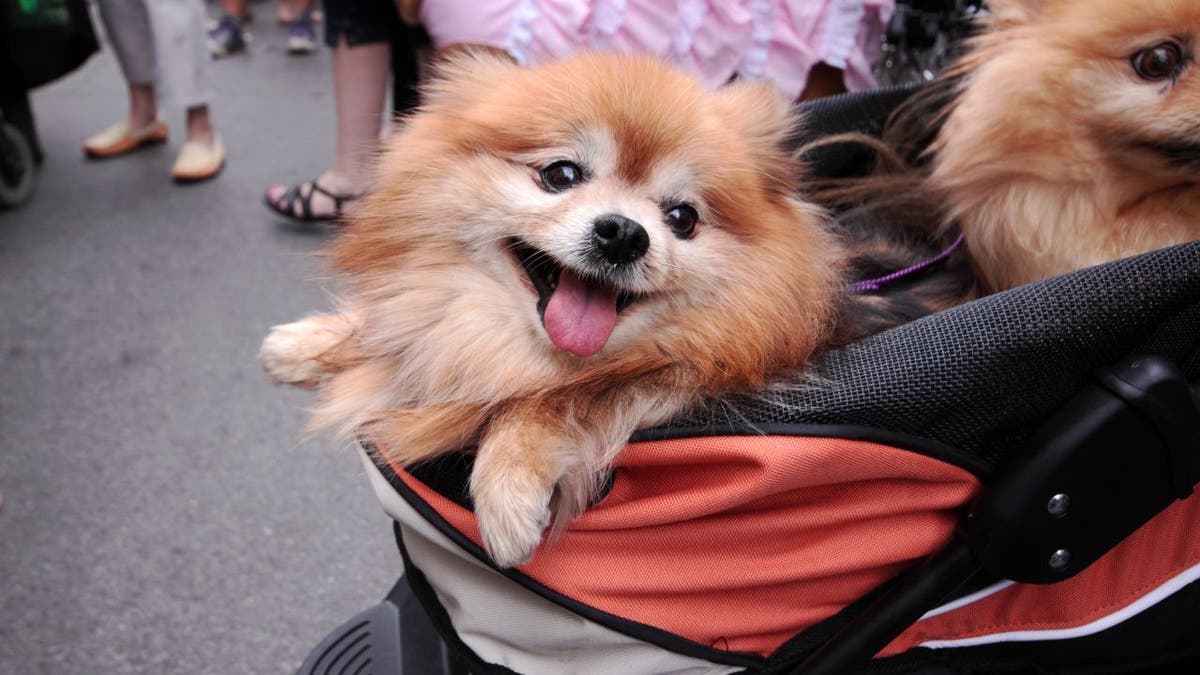 pomeranian stroller