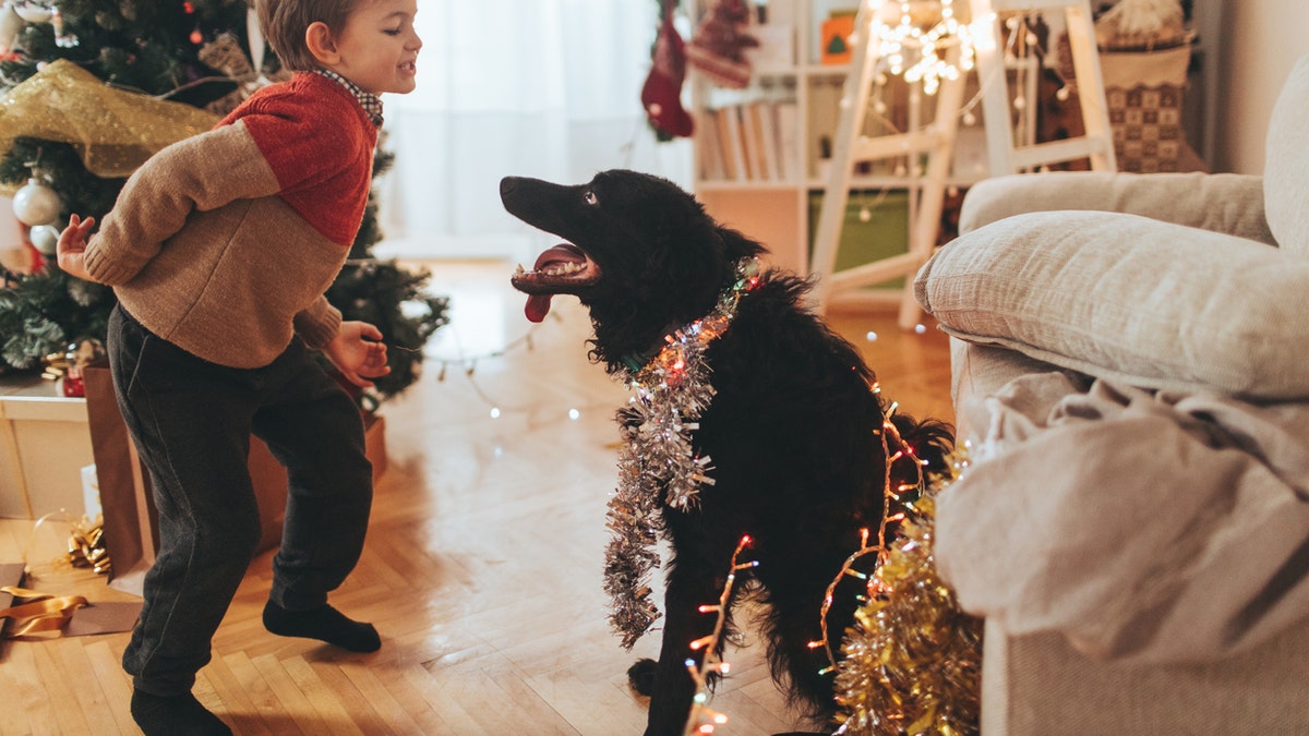 Pet food company Tails.com has released a Christmas song just for dogs. (iStock)