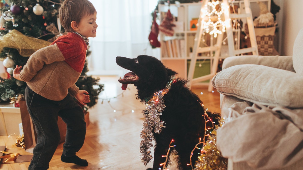 Pet food company Tails.com has released a Christmas song just for dogs. (iStock)