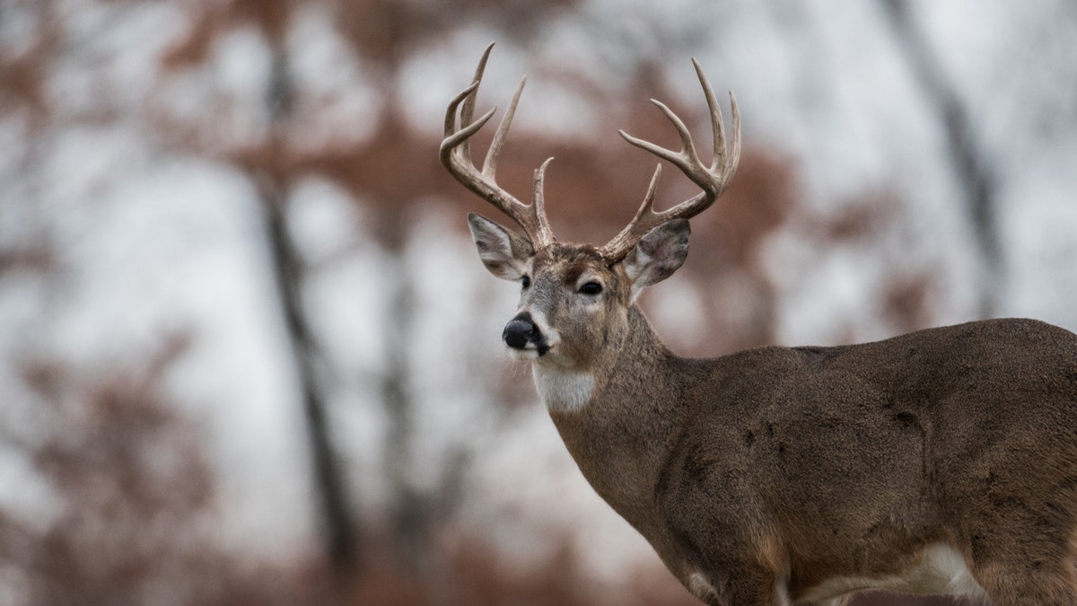 White-tailed deer