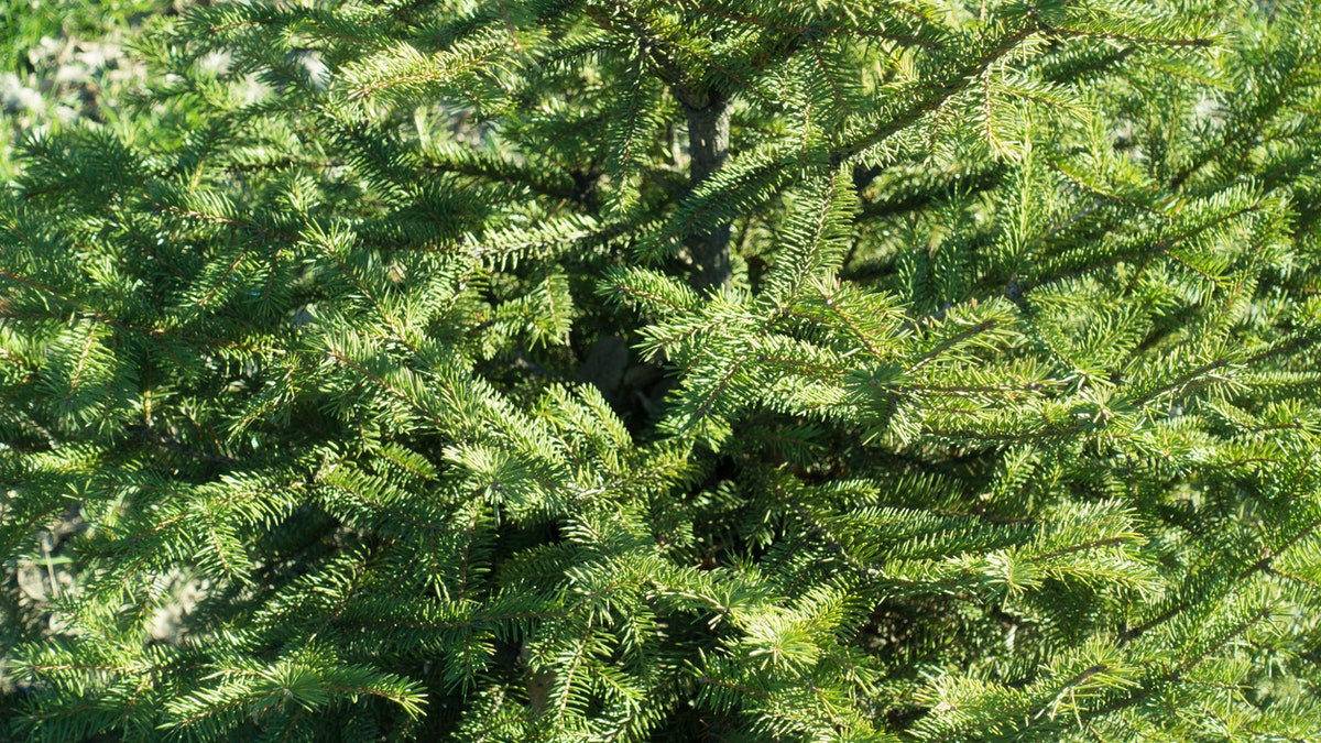 Where Did Cincinnatis Christmas Tree Come From In 2022 Where Did The Christmas Tree In Cincinnati Come From In 2021 Where Did Cincinnatis Christmas Tree Come From In 2022 Where Did The Christmas Tree In Cincinnati Come From In 2021
