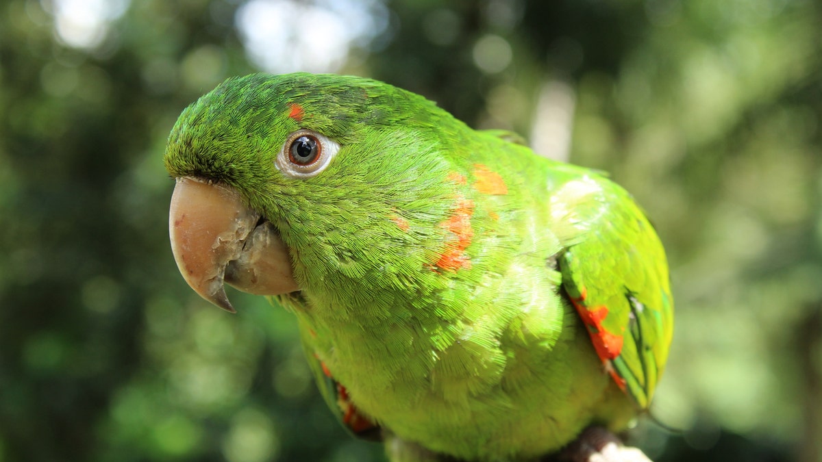 A parrot named Eric (not pictured) saved his owner’s life by waking him up when the man’s house caught fire early Wednesday morning. (iStock)