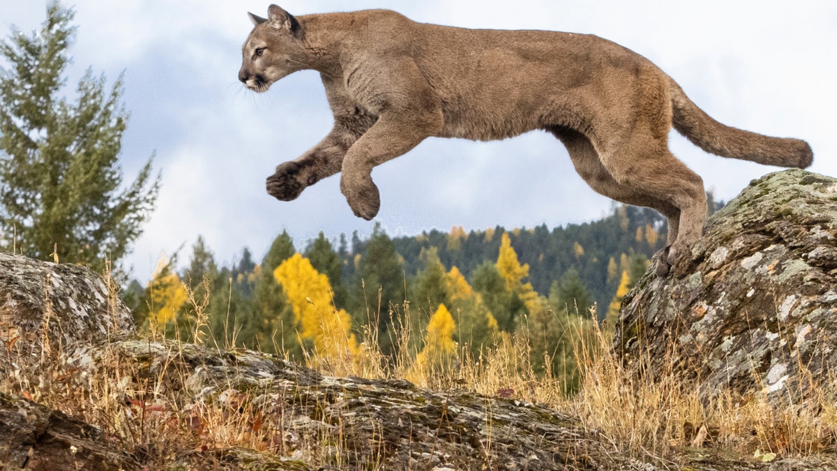 A mountain lion attacked and made off with a family's small dog.