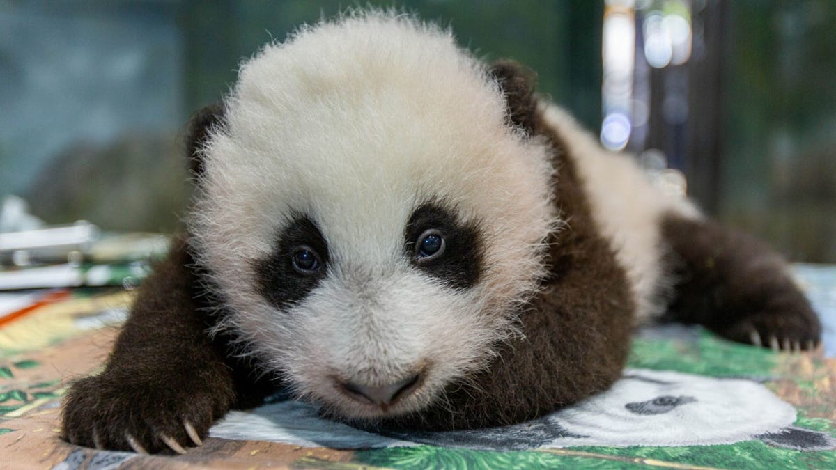 baby panda cub