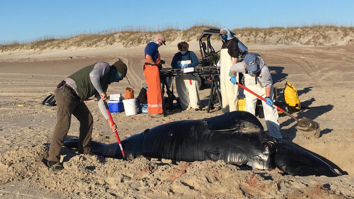 A North Atlantic right whale calf was recently found stranded on the beach on North Core Banks. (Credit: NOAA)