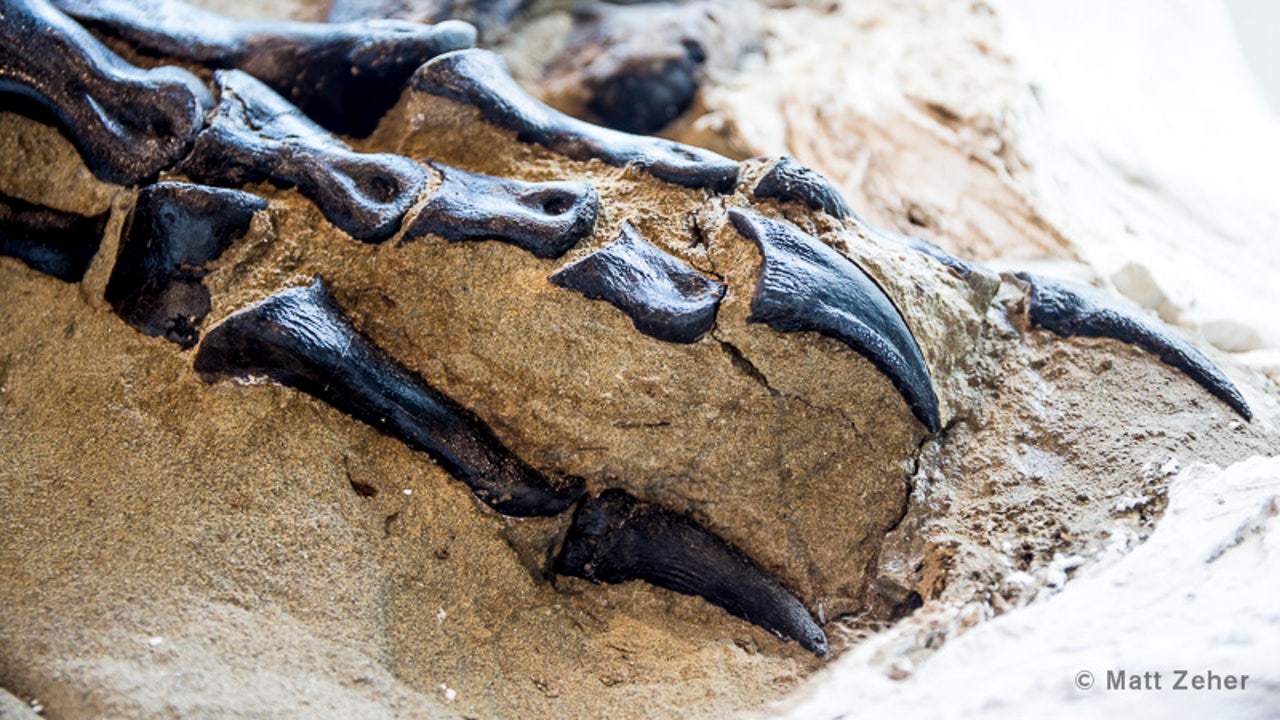 T. rex and triceratops fossils unearthed in ferocious battle, to