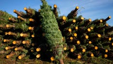 Americans increasingly turning to fresh Christmas trees during pandemic: 'It really is a memory maker'