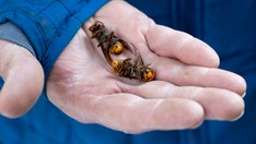 Washington state records first live murder hornet sighting in US