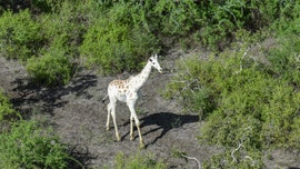 World's last known white giraffe fitted with GPS tracking device to prevent poaching