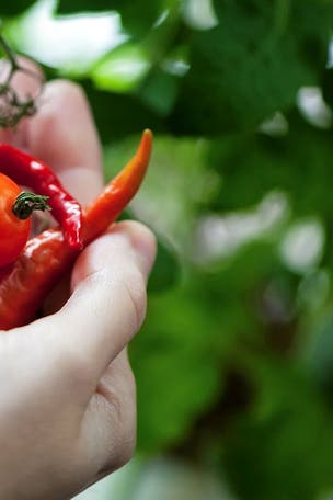 Chili peppers could help you live LONGER?