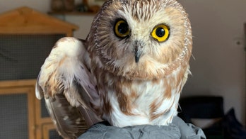 Rocky the Christmas tree owl is returned to the wild