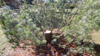 Wisconsin police seek 'conifer crook' who stole rare tree