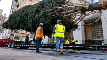 Owl found in Rockefeller Christmas tree set to be released