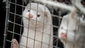 'Zombie minks' in Denmark that were killed to stop spread of coronavirus appear to rise from their graves