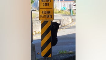 Bear cub denied entry to Canada after attempt at 'forceful entry,' funny post shows