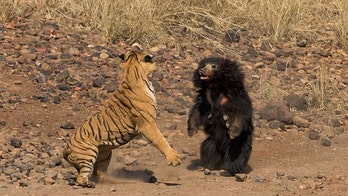 Battle of the beasts: Tiger pounces world's deadliest bear in tooth-and-claw fight for life