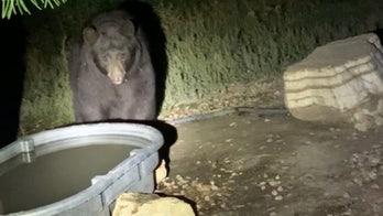 Colorado couple lured, fed bears in 'selfish and unethical' act, officials say