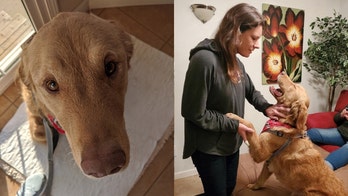 Dog reunited with owner after being lost in the woods for a year