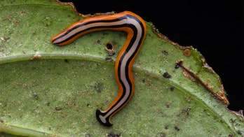 Creepy, snake-sized invasive worm spotted in Virginia, and it’s ‘essentially immortal’