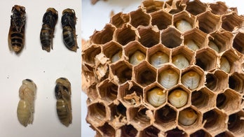 Over 500 'murder hornets' were found in Washington nest, including nearly 200 queens