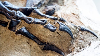 T. rex and triceratops fossils unearthed in ferocious battle, to be displayed for first time