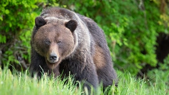 Bear attacks, injures sleeping campers in south Alaska