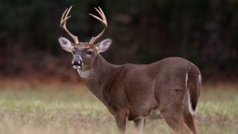 Stag attacks London park-goer who allegedly threw food at it, photos show