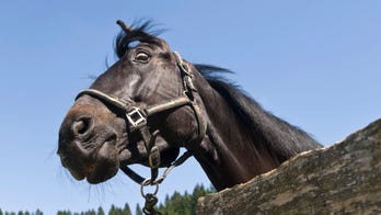 Horses don't love specific humans, new study suggests