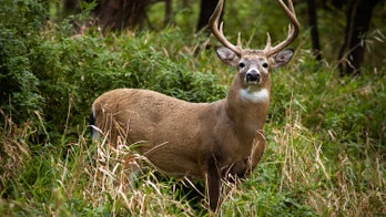 Pennsylvania hunters asked to donate deer to help feed those in need
