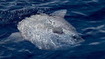 Anglers off coast of Virginia reel in massive fish usually found in tropical waters, possibly set record