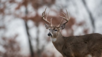 Wisconsin reports 18% deer kill decline this hunting season