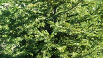 Cincinnati’s Christmas tree gets 'fluffed up and beautified' after sparse spruce is mocked online