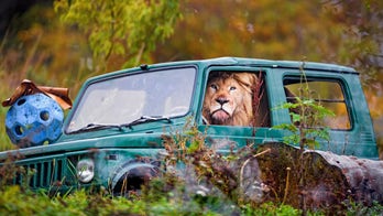 World's laziest lion spotted 'driving' SUV
