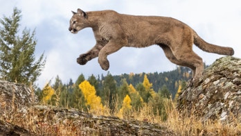 Mountain lion snatches pet dog during hot springs visit
