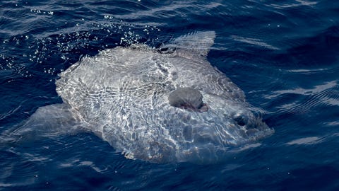 Anglers off coast of Virginia reel in massive fish usually found in tropical waters, possibly set record