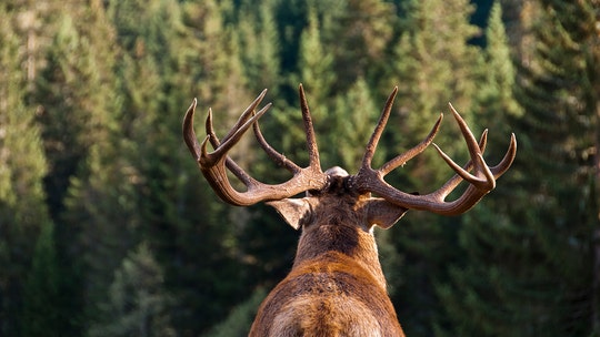 Startled deer steals hunter's rifle, absconds with firearm stuck in antlers