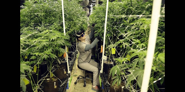 Heather Randazzo, a grow employee at Compassionate Care Foundation's medical marijuana dispensary, trims leaves off marijuana plants in the company's grow house. (Associated Press)
