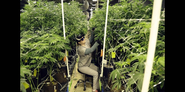 Heather Randazzo, a grow employee at Compassionate Care Foundation's medical marijuana dispensary, trims leaves off marijuana plants in the company's grow house. (Associated Press)