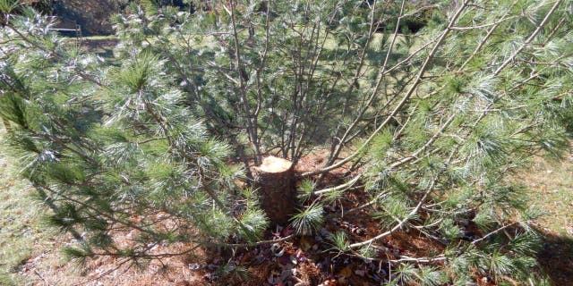 Police are looking for whoever cut down and stole a tree from a university arboretum. (UW-Madison Police Department)